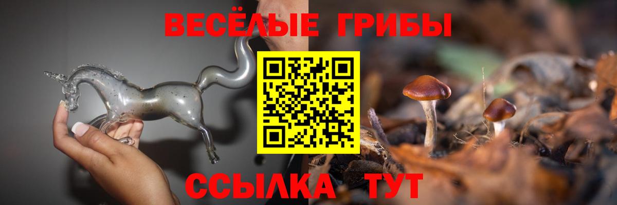 Галлюциногенные грибы Psilocybine cubensis Тосно
